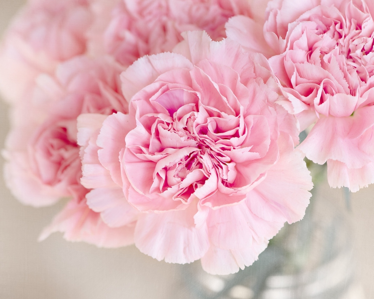 Розовые гвоздики крупным планом