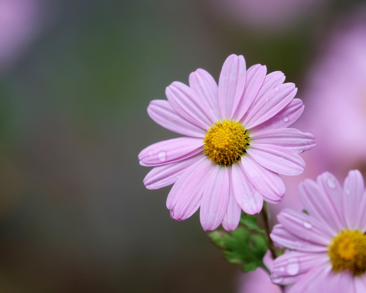 Розовые ромашковидные хризантемы крупным планом