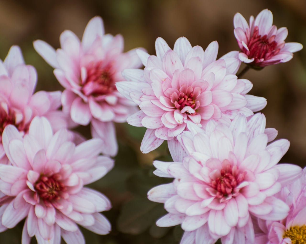 Розовые цветы хризантемы крупным планом