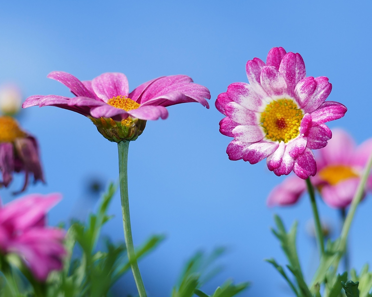 Розовые хризантемы на фоне голубого неба