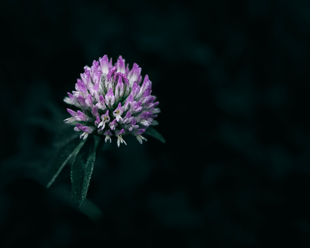 Розовый цветок клевера крупным планом