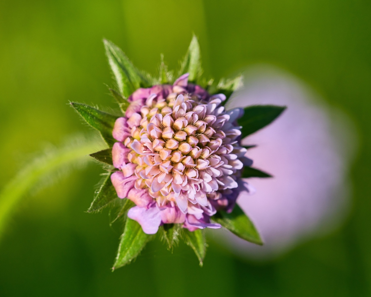 Розовый цветок клевера крупным планом