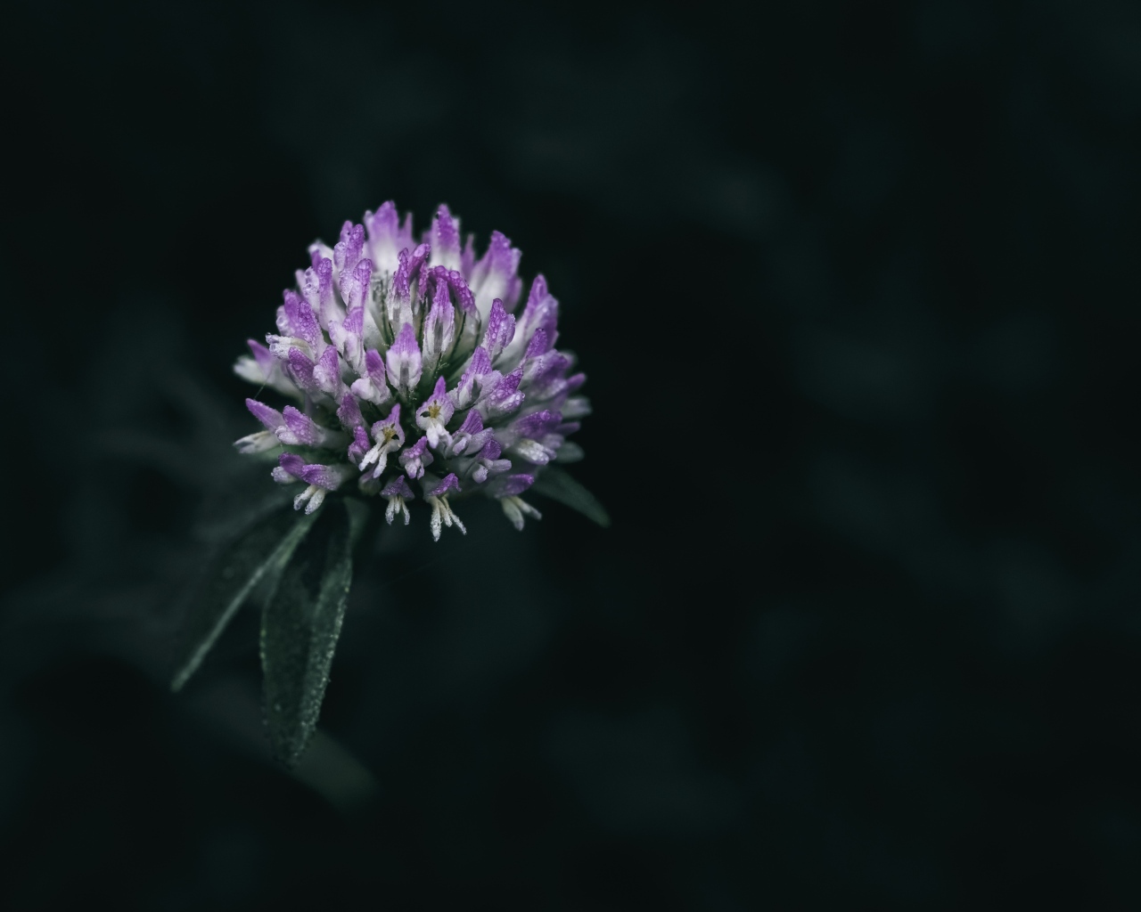 Розовый цветок клевера крупным планом