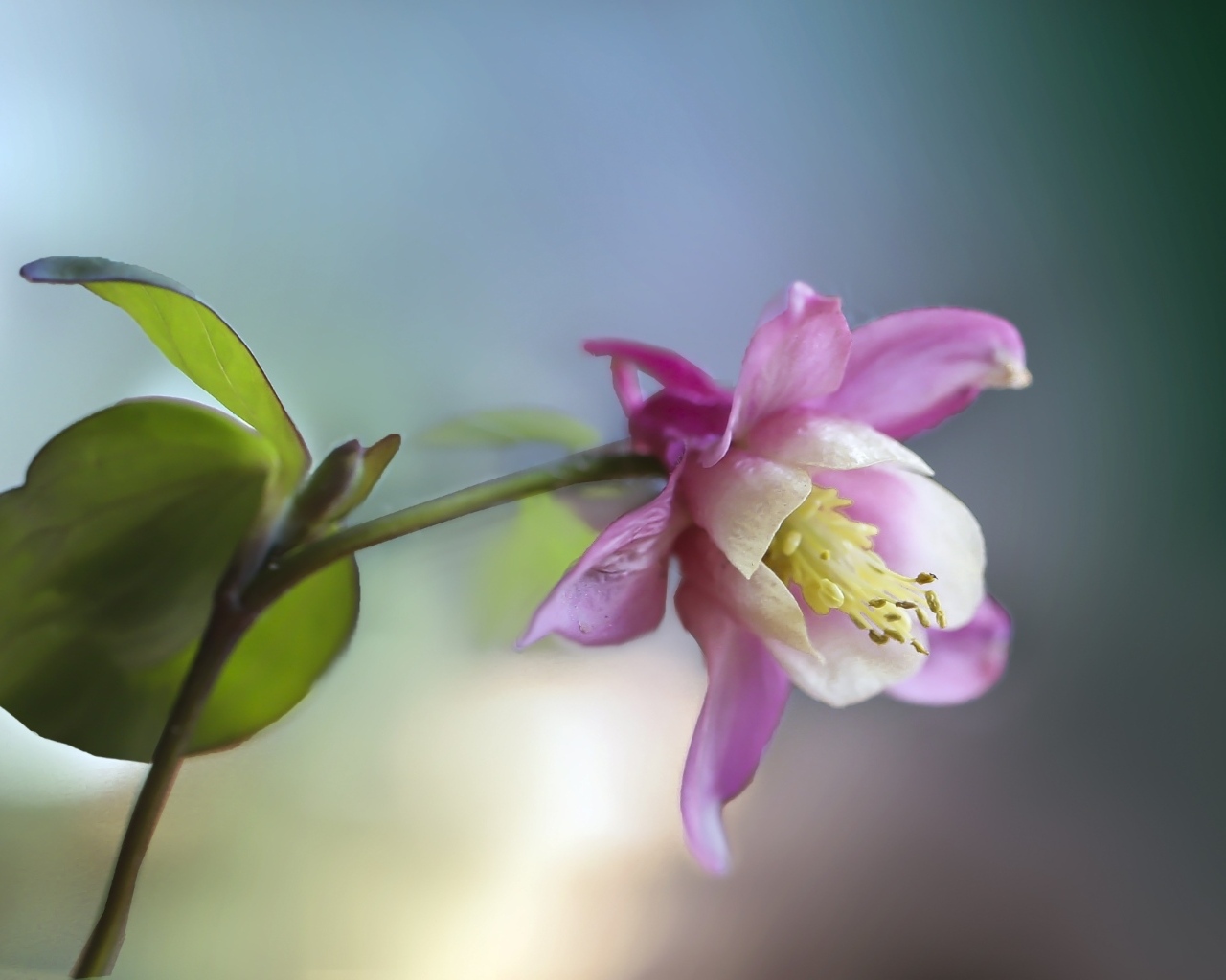 Розовый цветок водосбор крупным планом