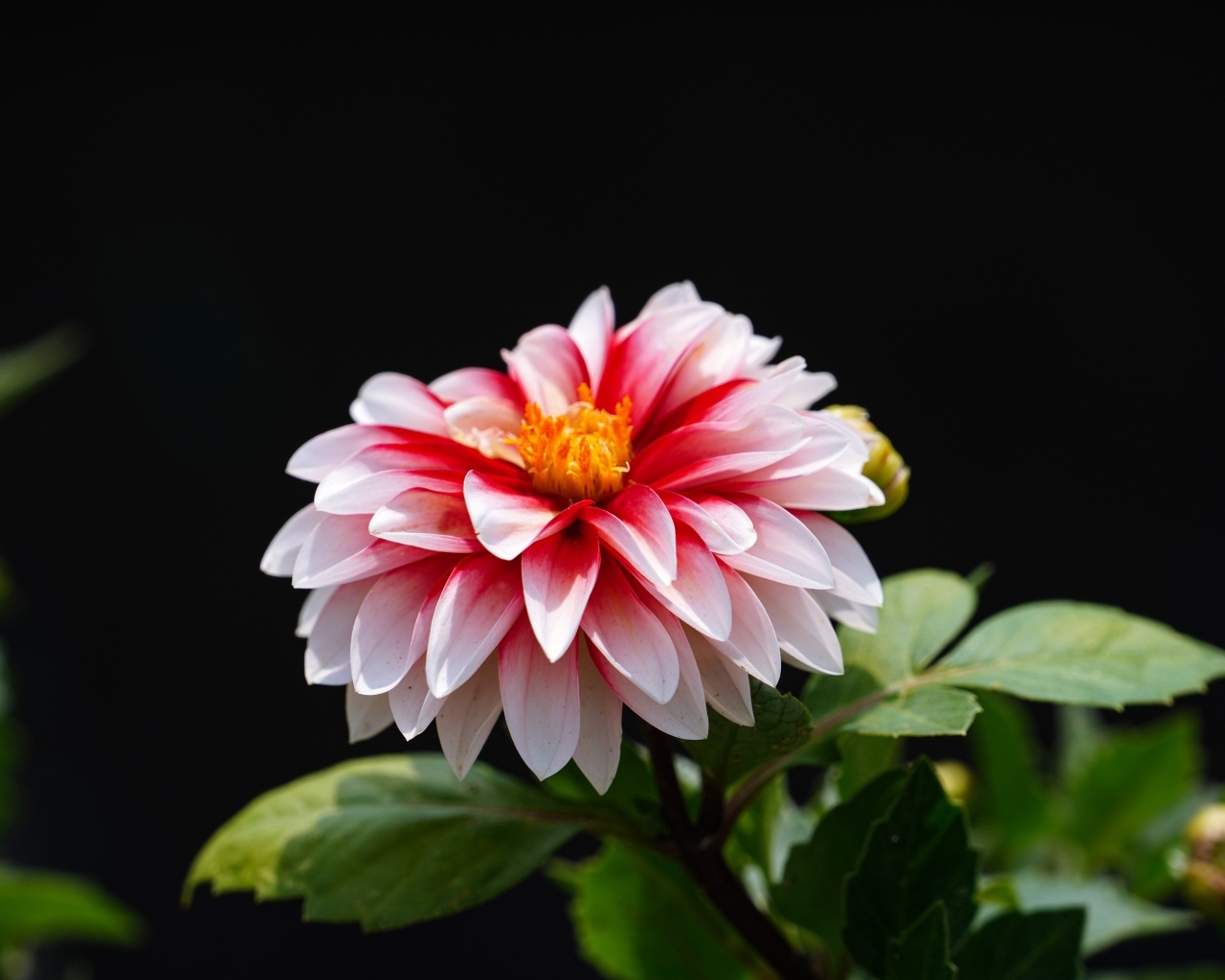 Розовый цветок георгина на черном фоне