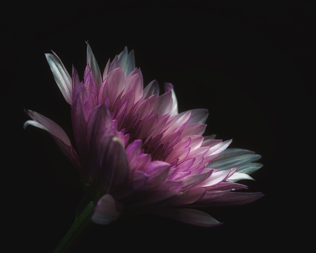 Розовый цветок георгина на черном фоне