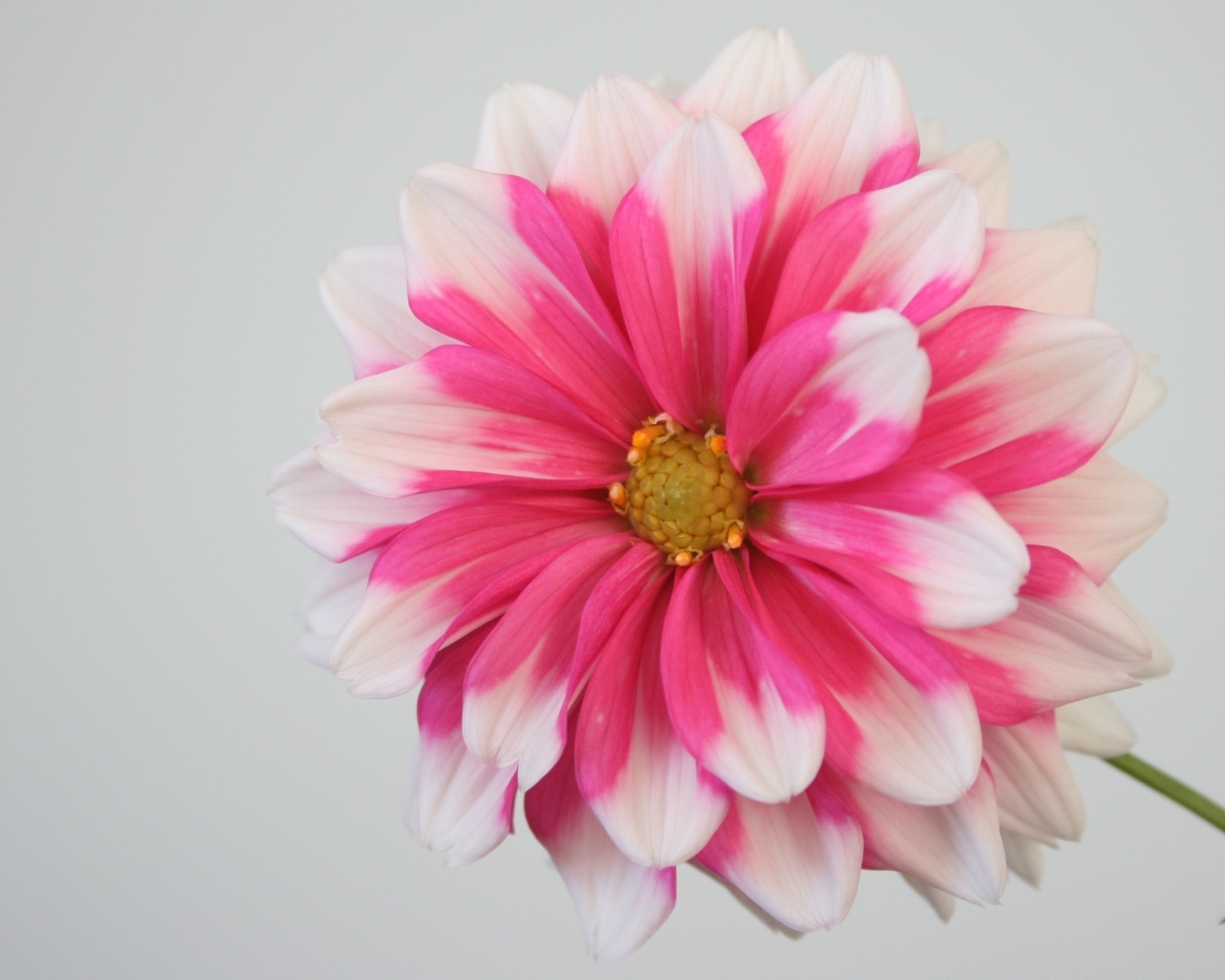 Розовый цветок георгина на сером фоне