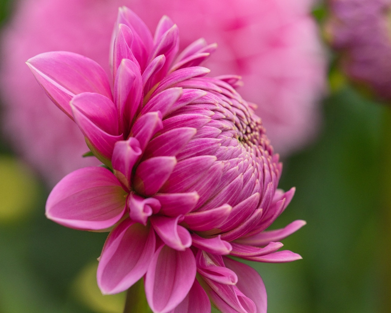 Розовый цветок георгина вид сбоку