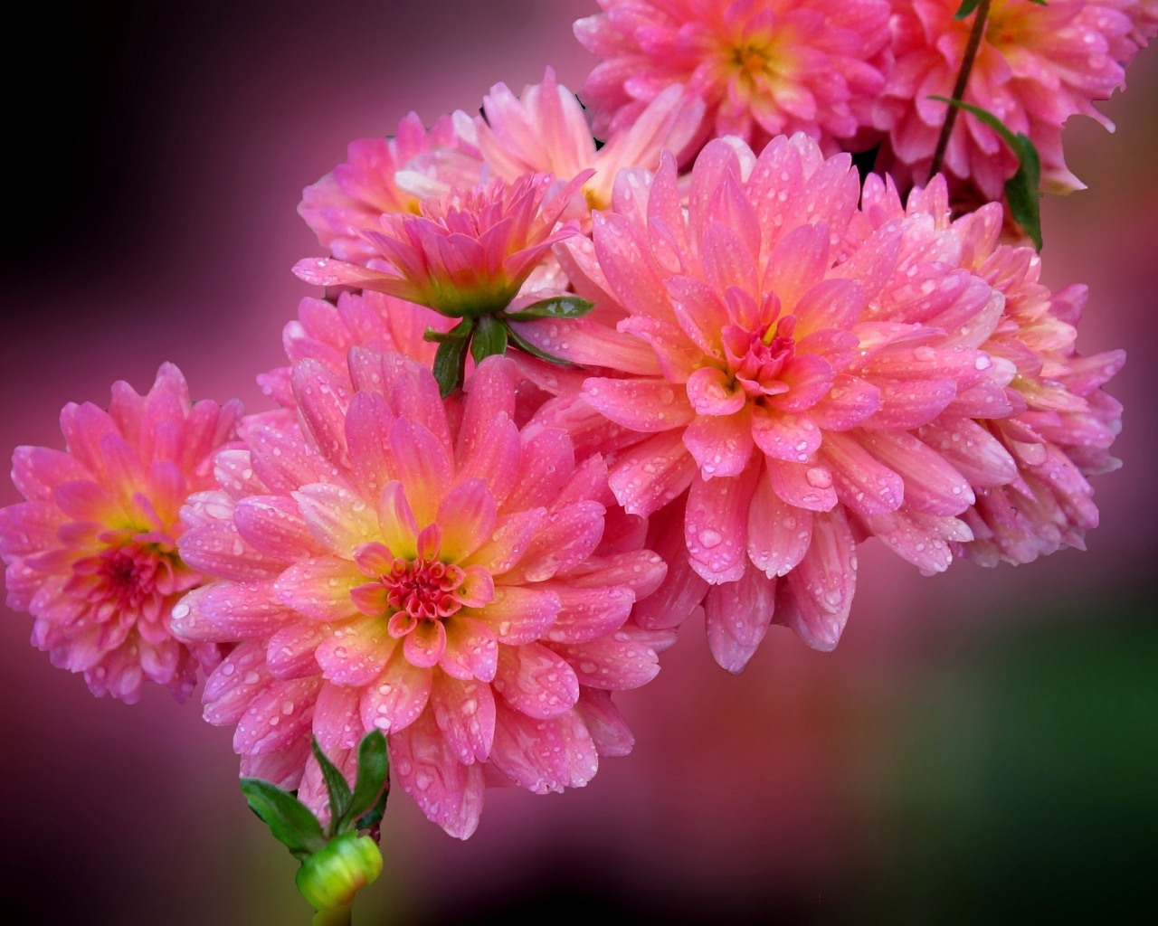 Розовые цветы георгина в каплях росы