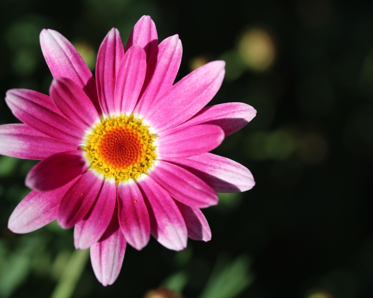 Розовый цветок ромашковидной хризантемы крупным планом