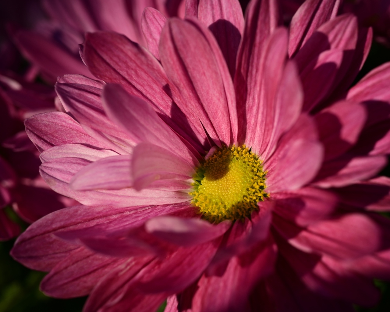 Розовая ромашковидная хризантема с желтой серединкой