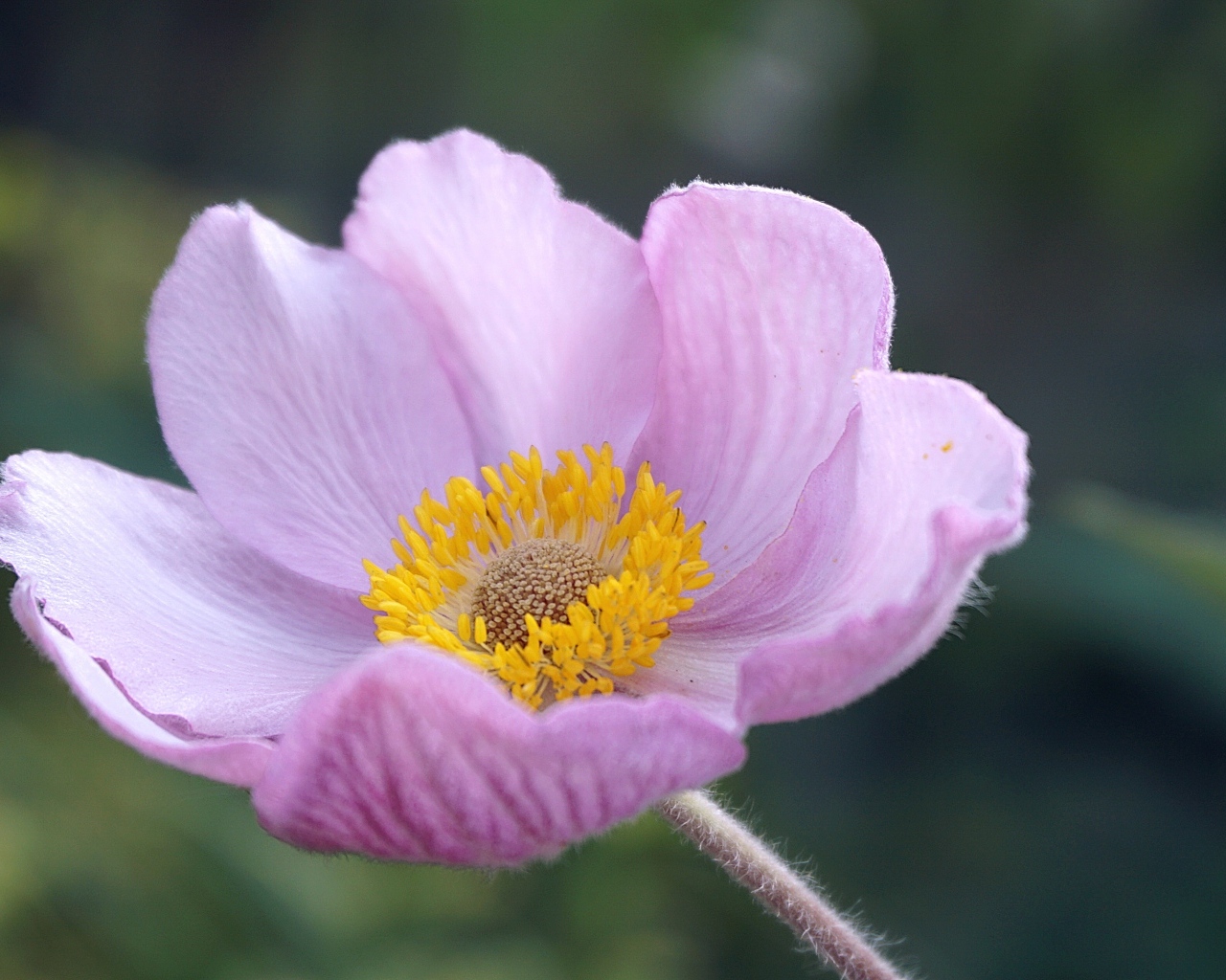 Розовый нежный цветок анемоны крупным планом