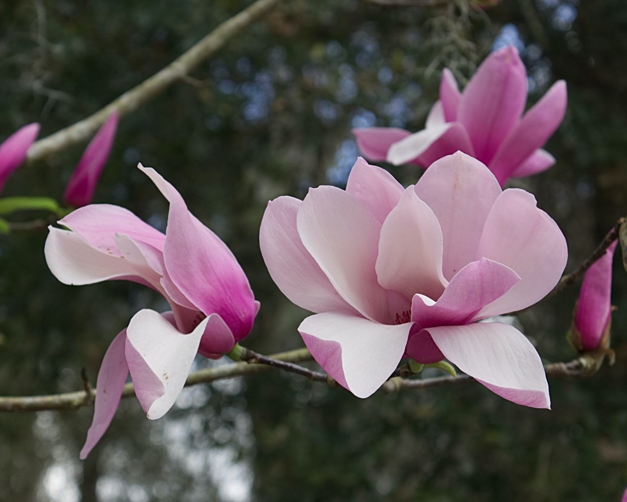 Розовые нежные цветы магнолии на ветке