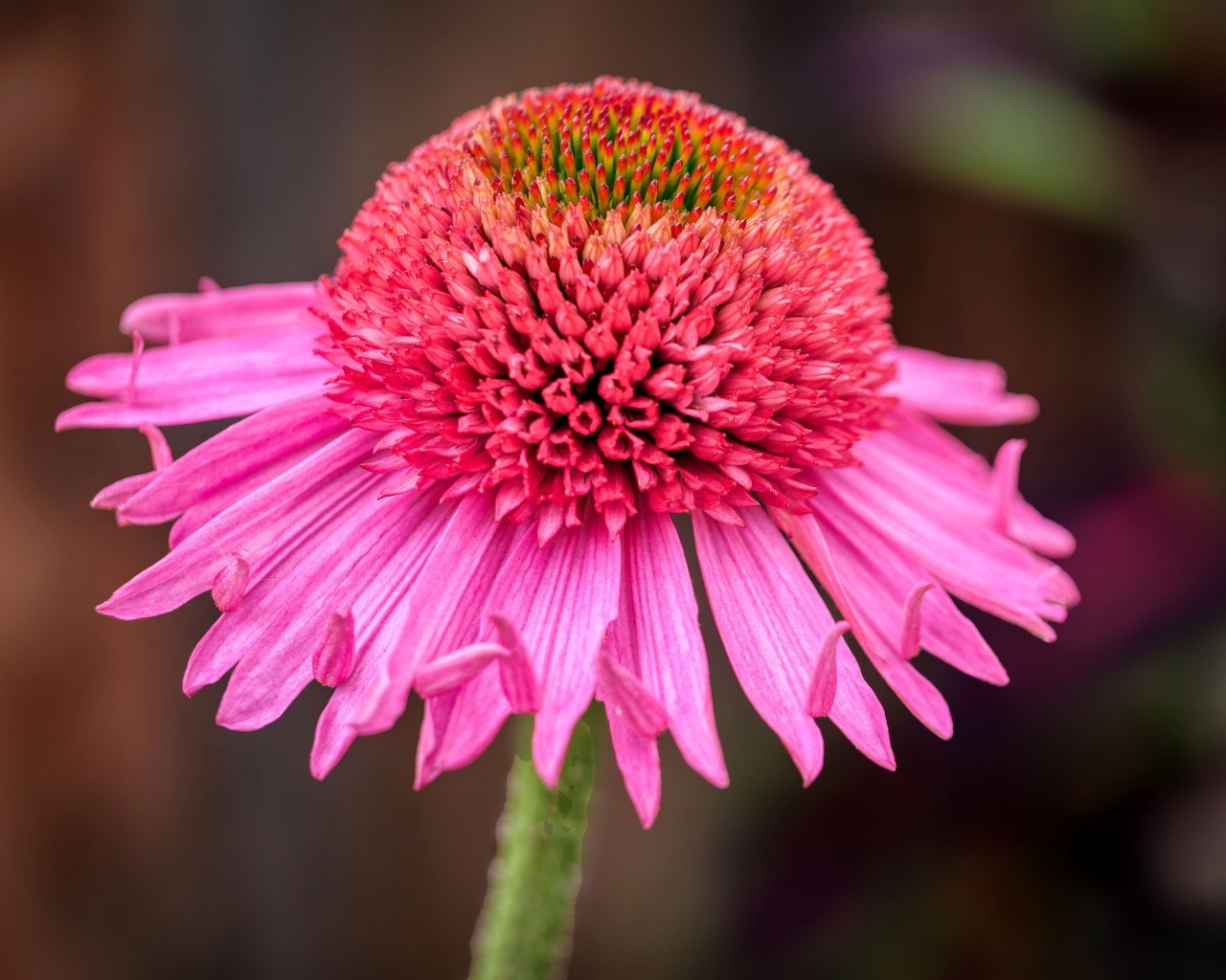 Розовый цветок эхинацеи крупным планом