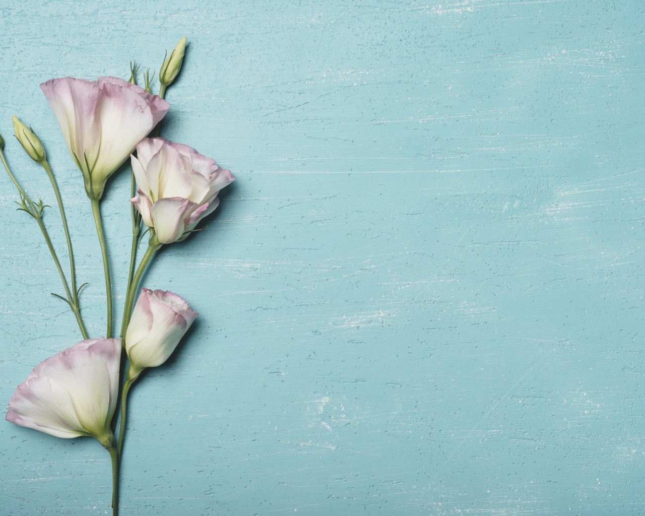 Розовый цветок эустомы на голубом столе