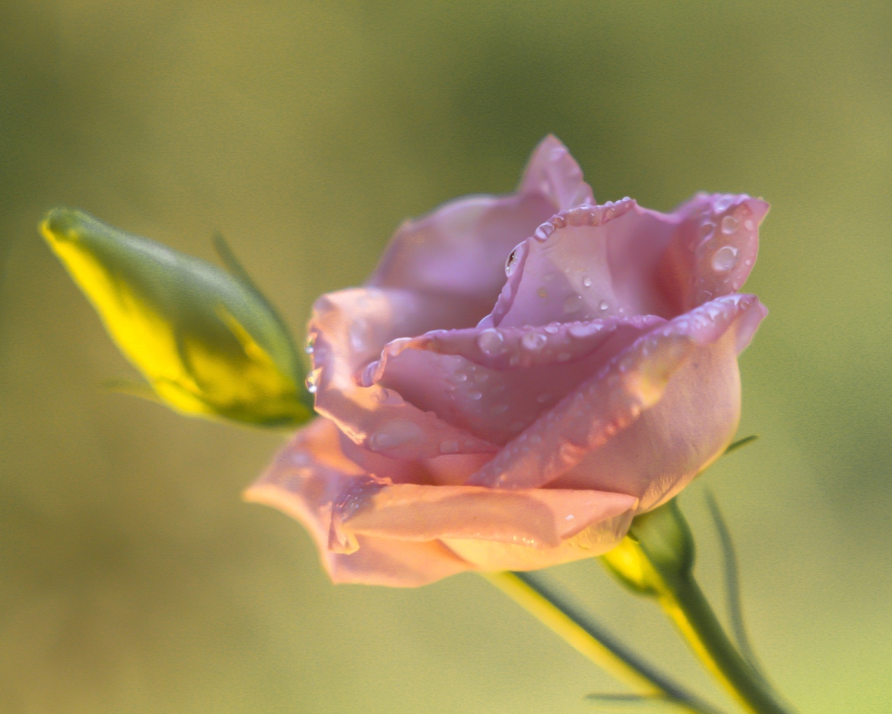 Розовый цветок эустомы с бутоном