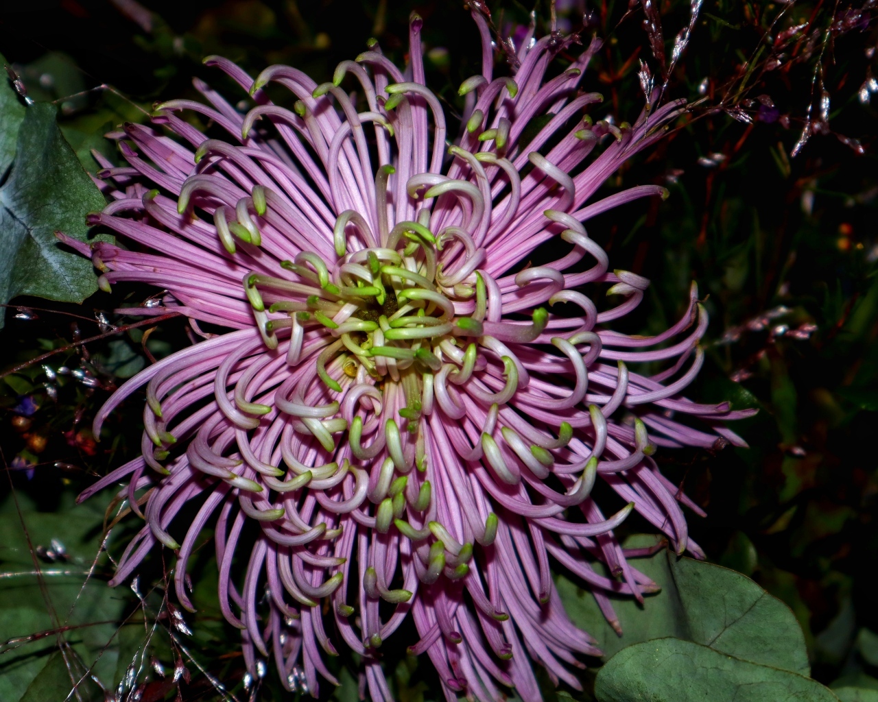 Розовый экзотический цветок крупным планом