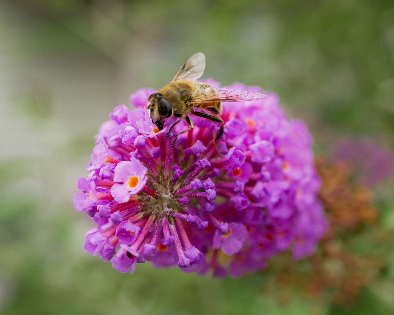Розовый цветок с пчелой крупным планом