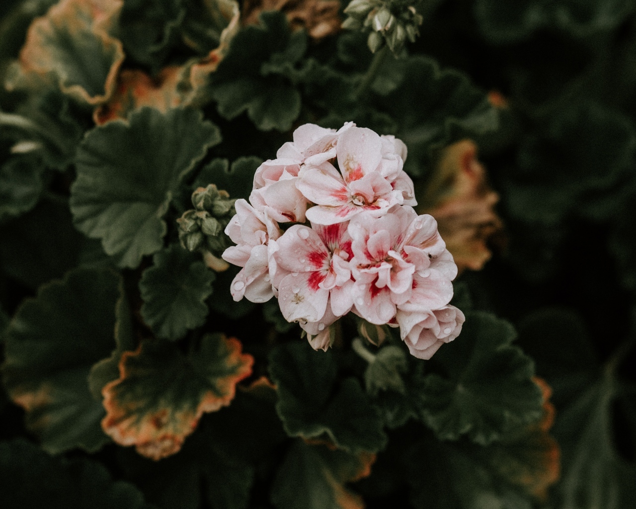 Розовые цветы комнатной герани