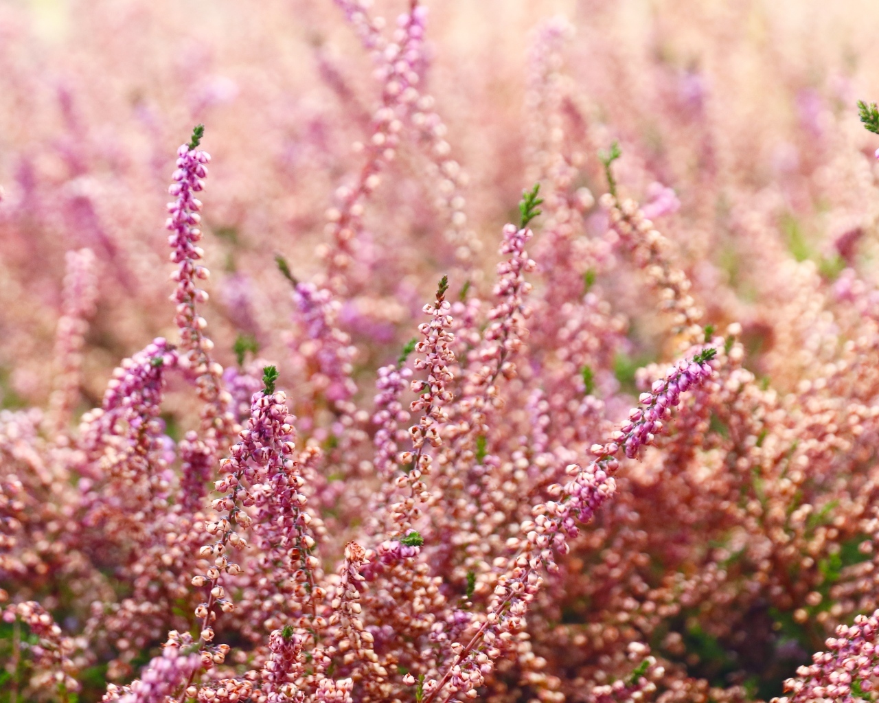 Розовые цветы полевого вереска