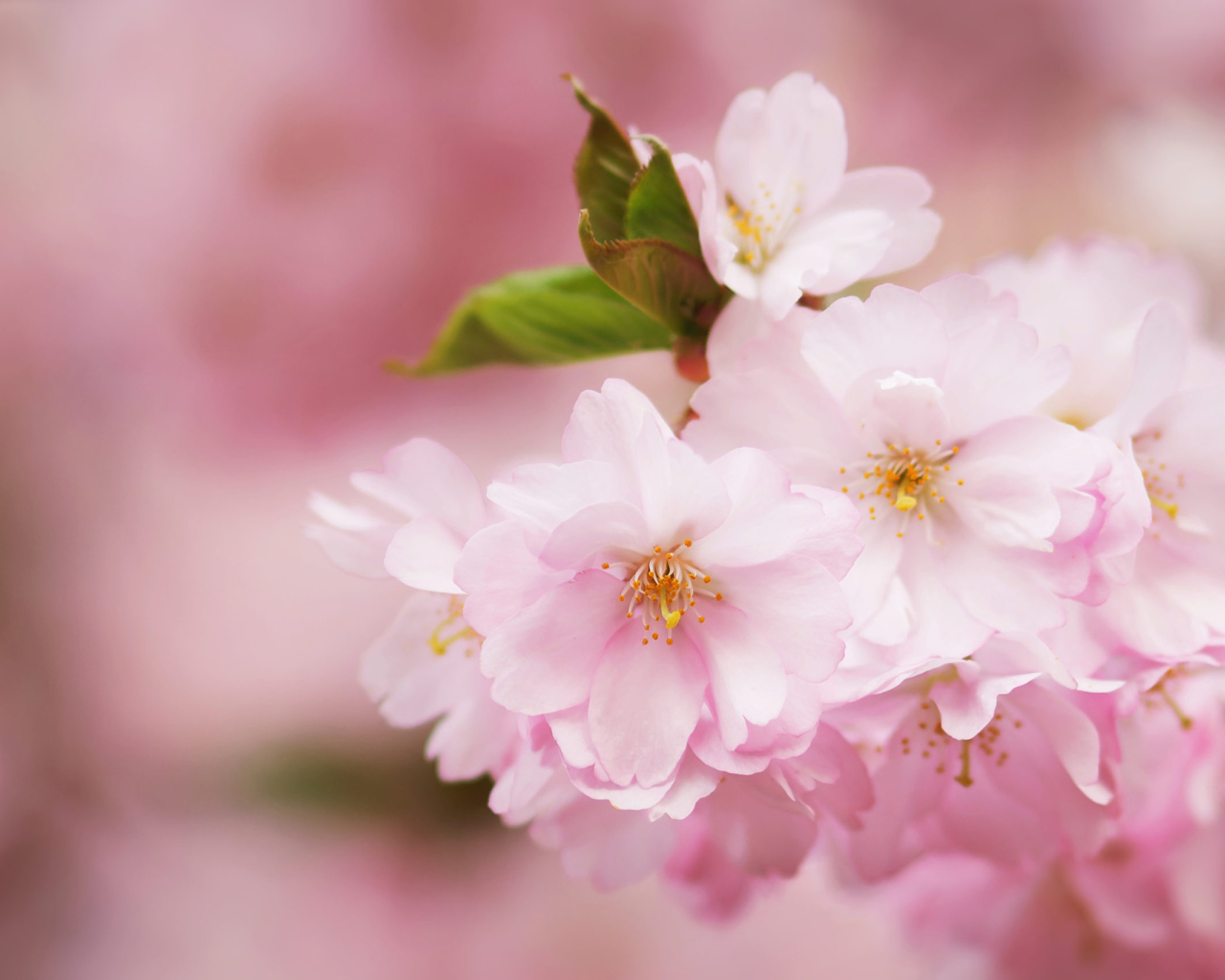 Розовые цветы на ветке с зелеными листьями весной