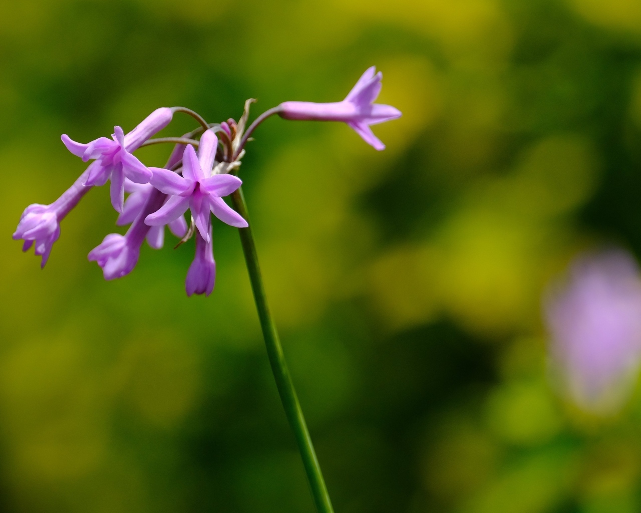 Розовые цветы на ветке растения крупным планом