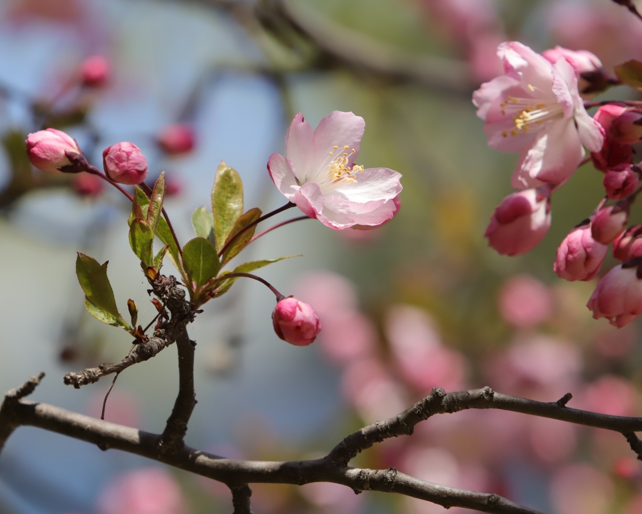 Розовые цветы на ожившем весеннем дереве