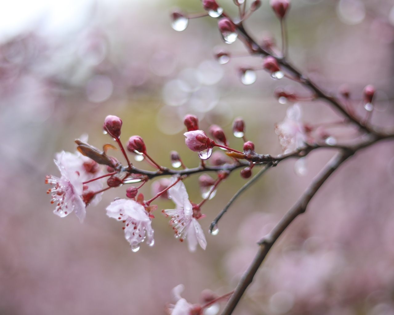 Розовые цветы на ветке дерева в каплях дождя весной