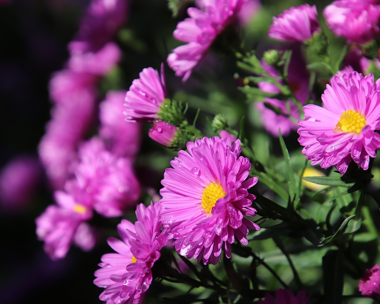 Розовые садовые астры крупным планом
