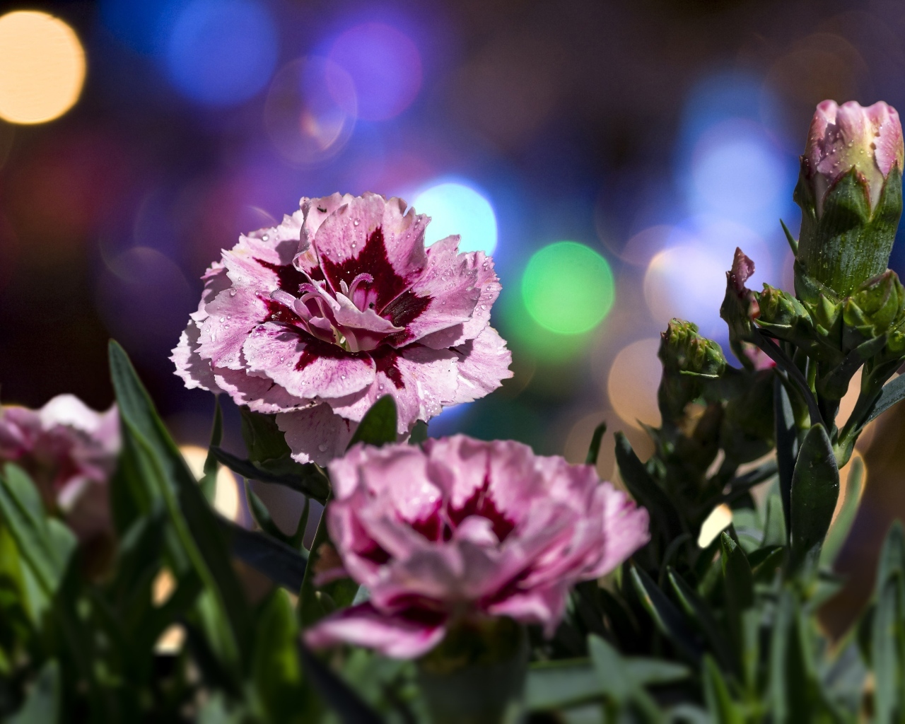 Розовые садовые гвоздики в лучах солнца