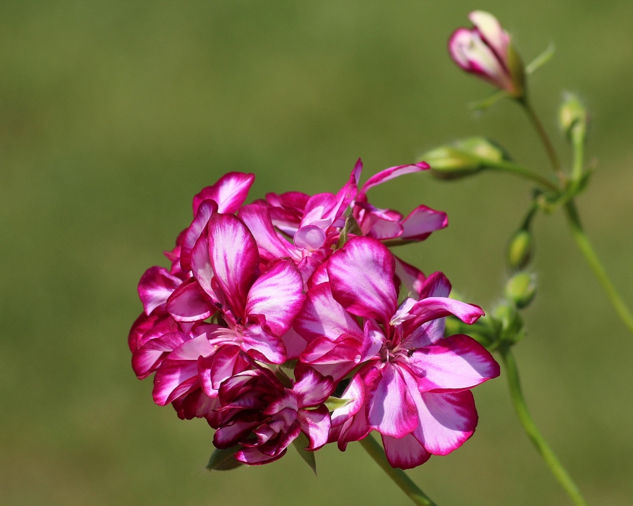 Розовые цветы герани крупным планом