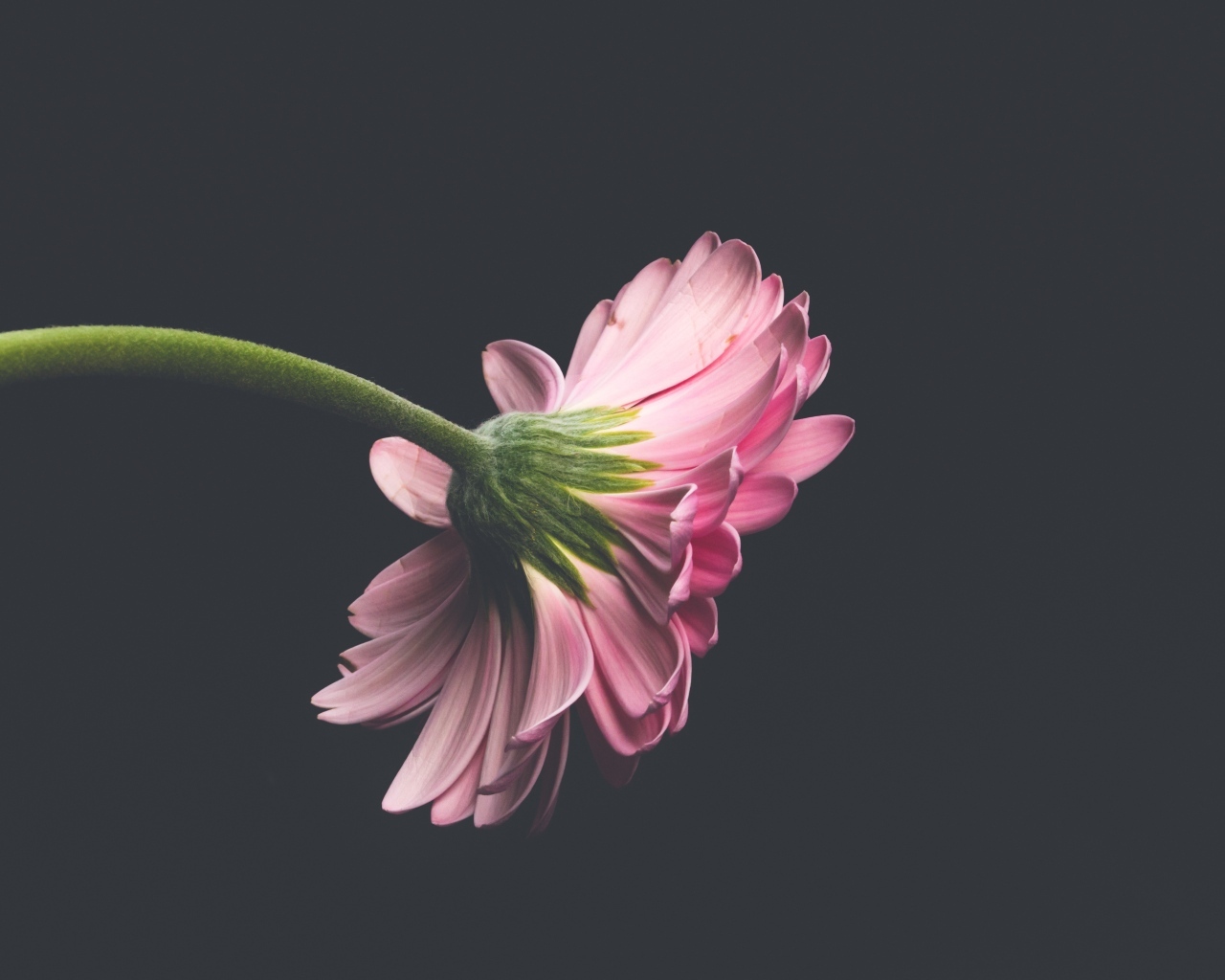 Розовый цветок герберы на сером фоне