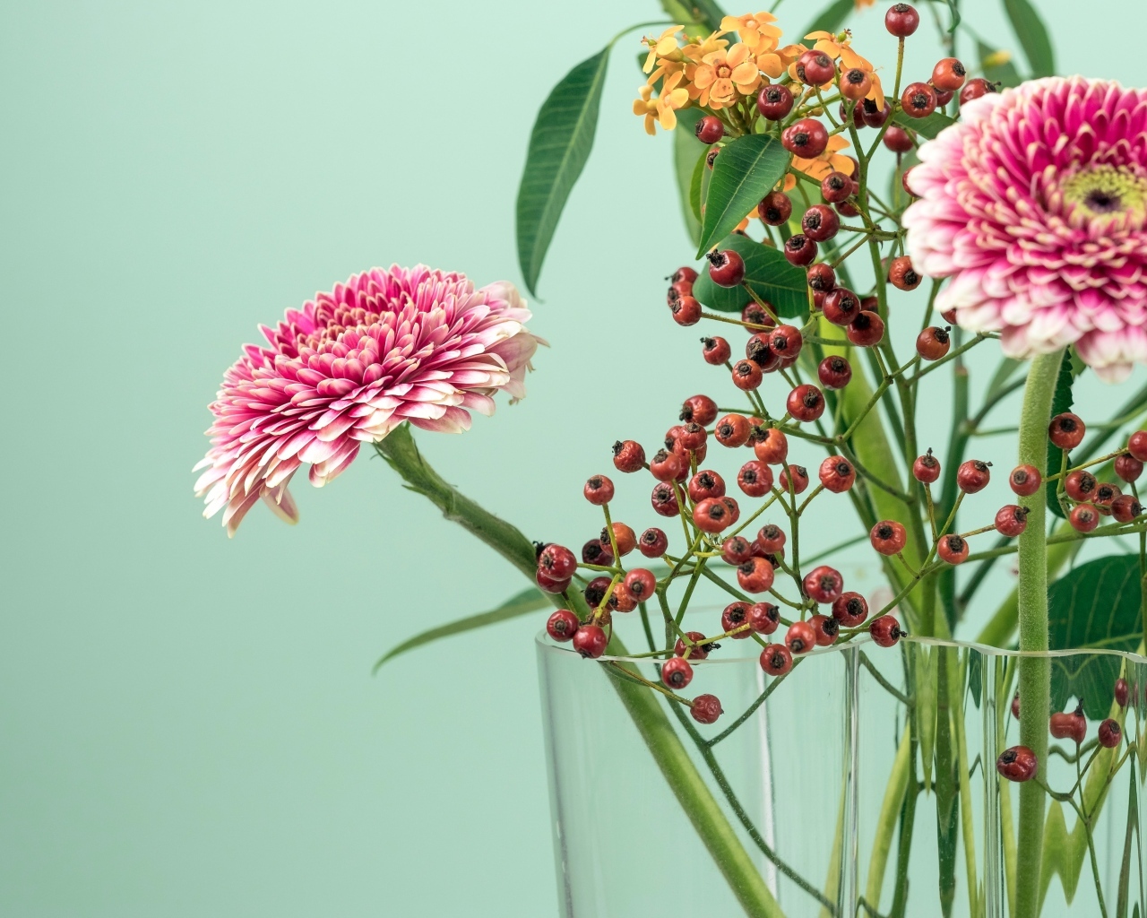 Розовые герберы с ветками на голубом фоне