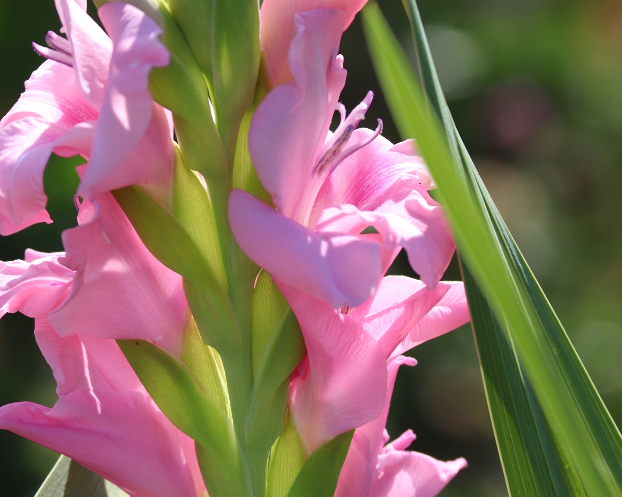 Розовые гладиолусы  с зелеными листьями крупным планом