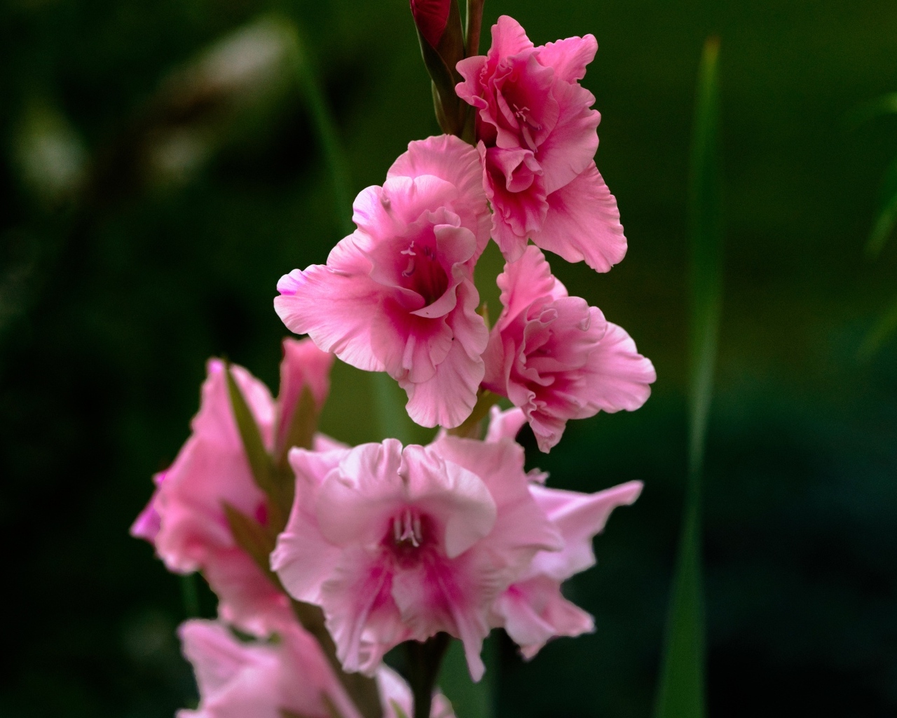 Розовые цветы гладиолуса крупным планом