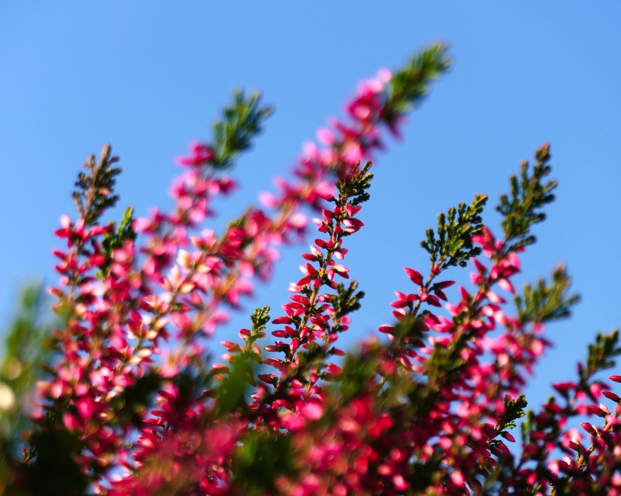 Розовый вереск на фоне голубого неба