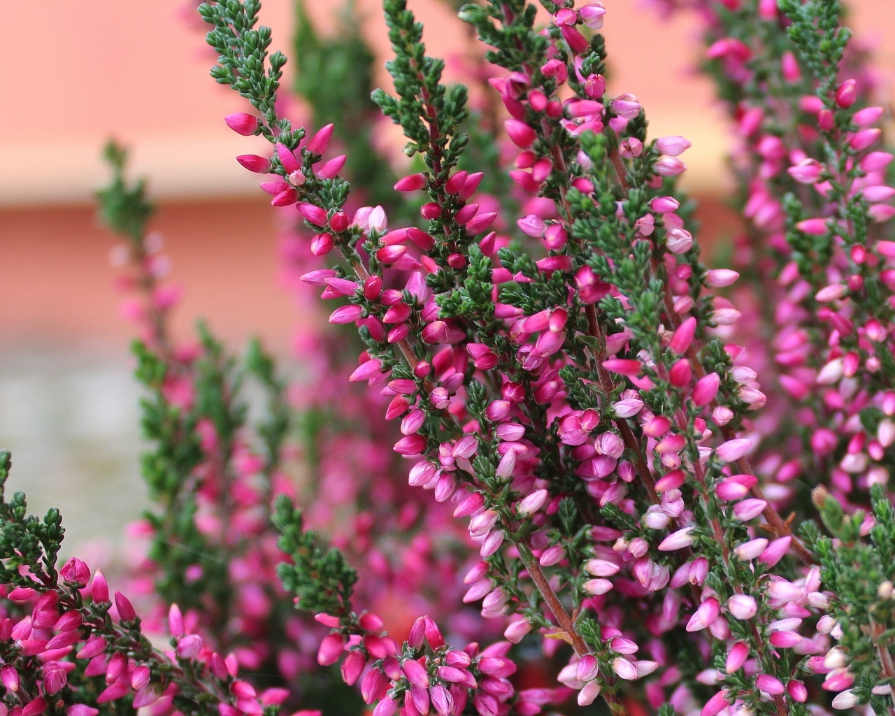 Розовые цветы вереска крупным планом