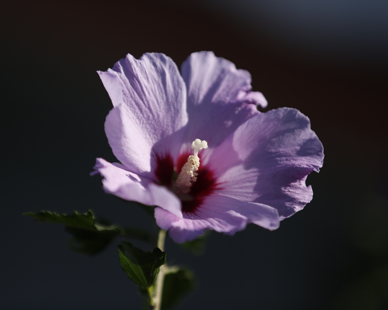 Розовый цветок гибискуса крупным планом