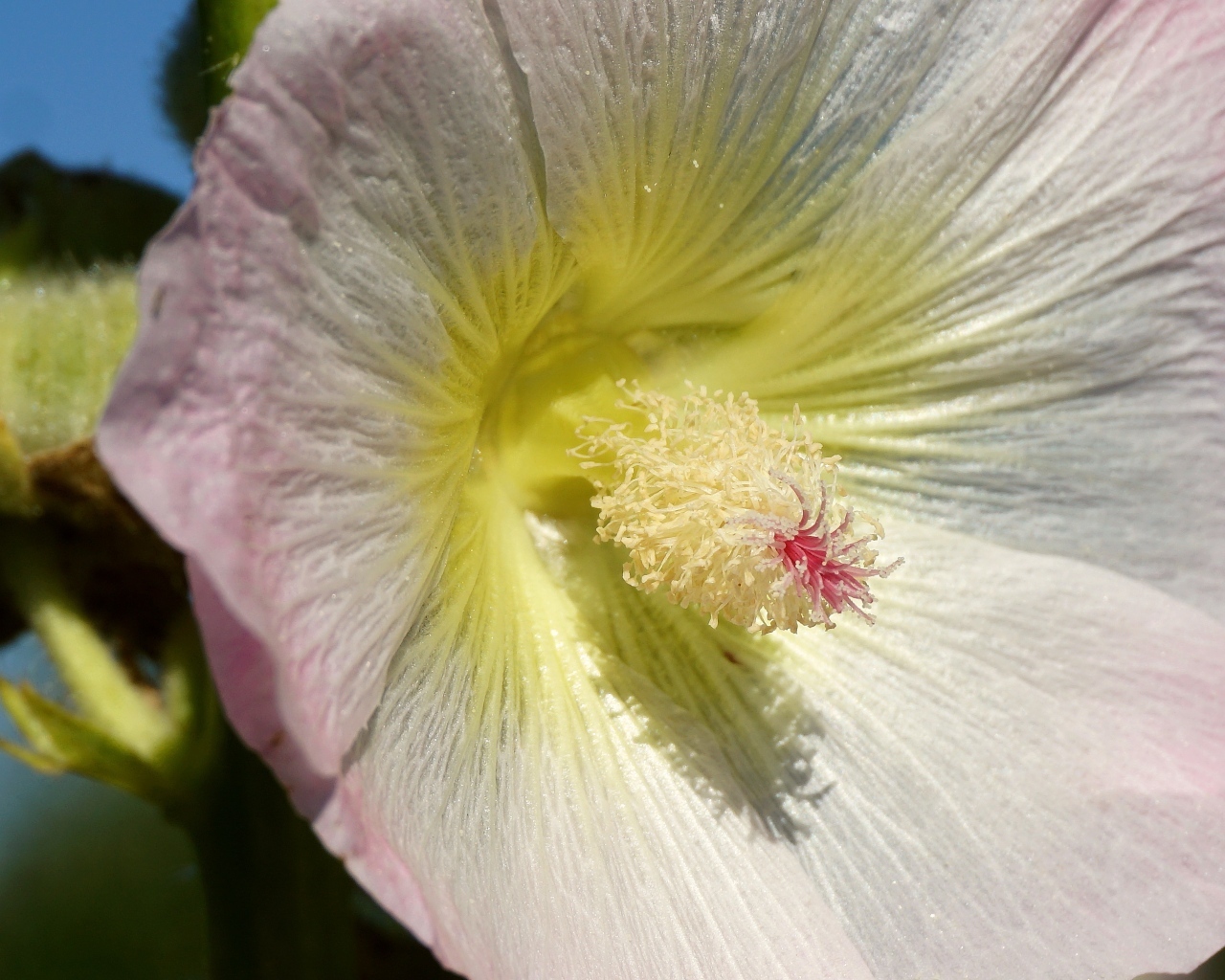 Розовый цветок гибискуса крупным планом