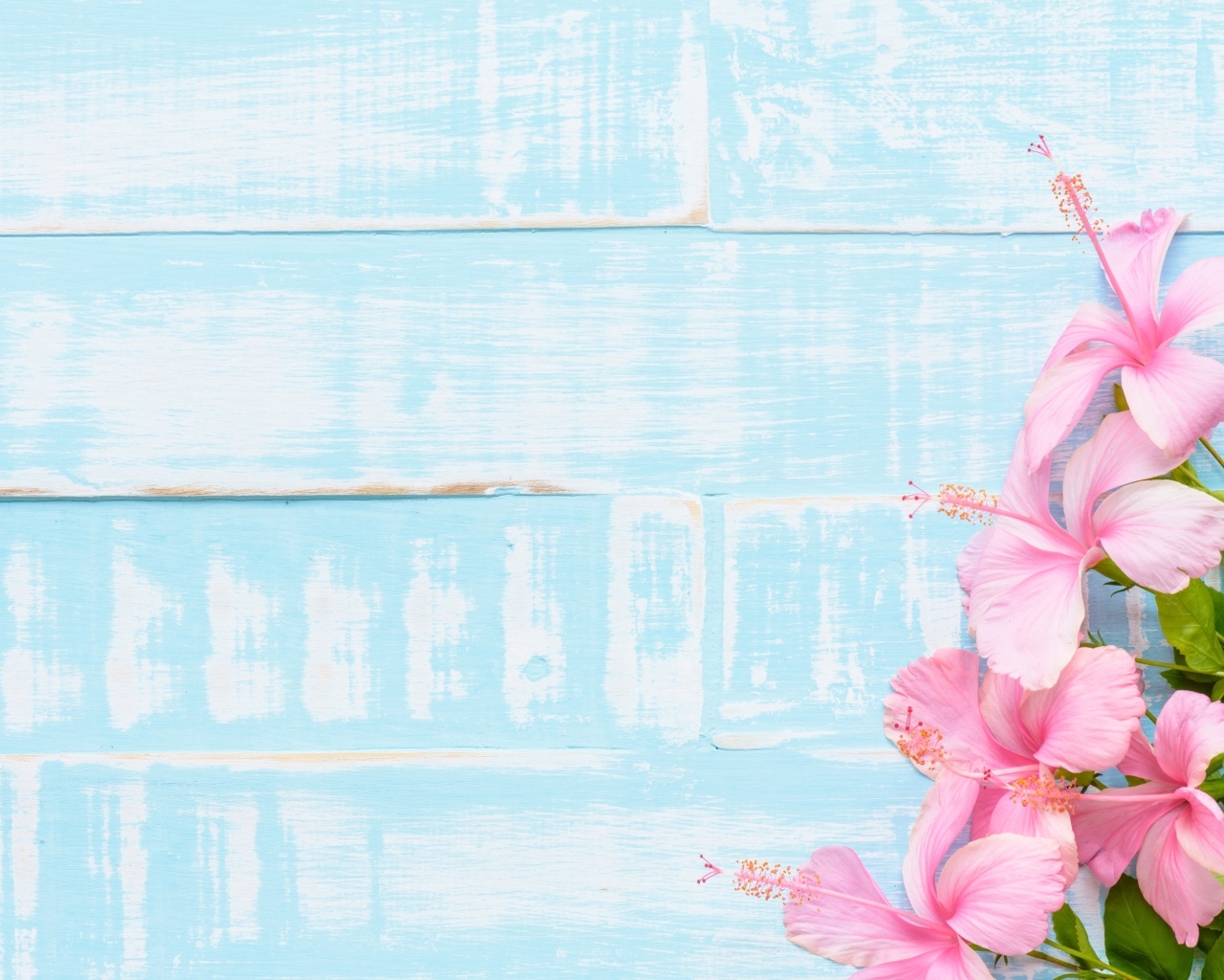 Розовые цветы гибискуса на голубом фоне