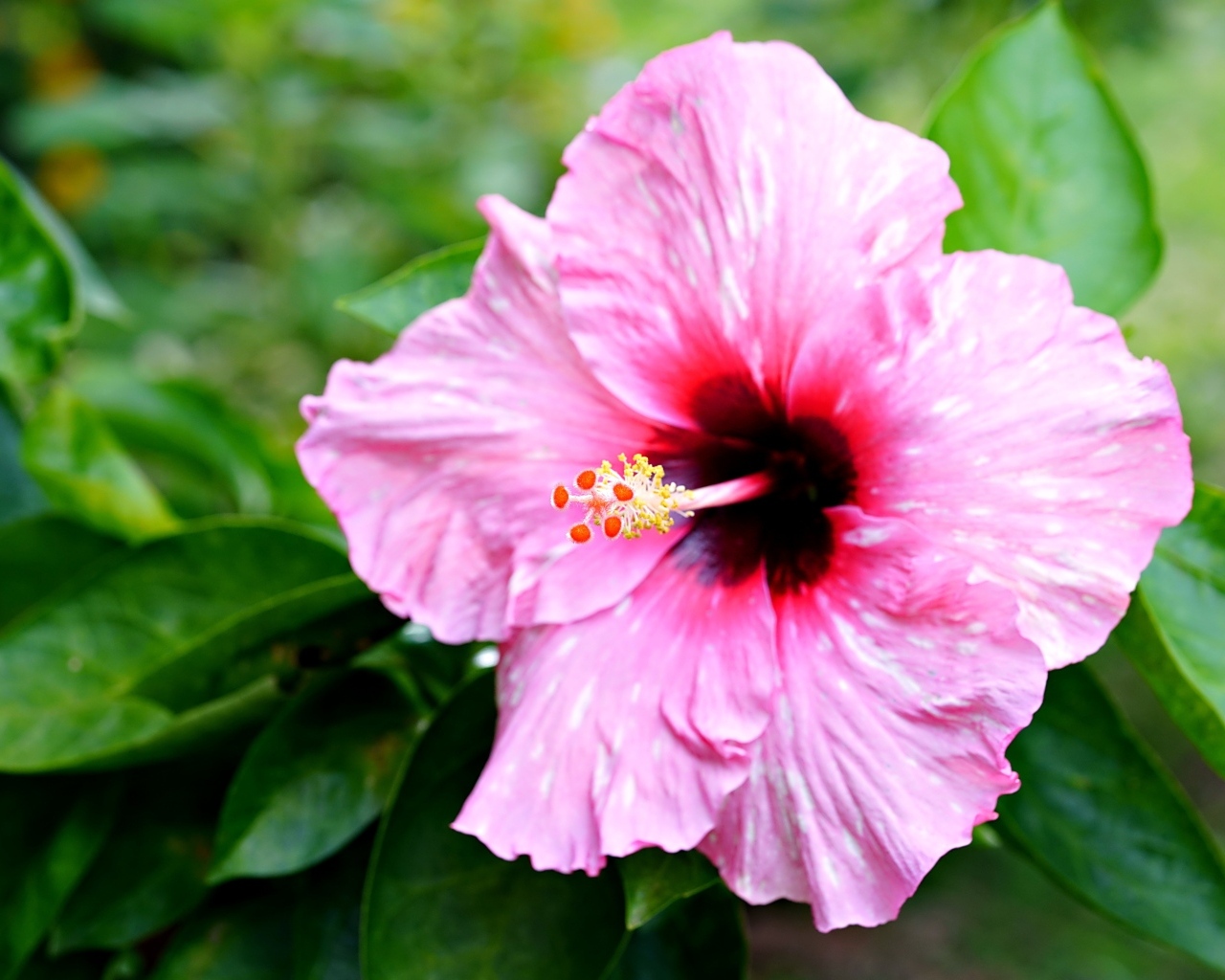 Розовый гибискус с зелеными листьями крупным планом