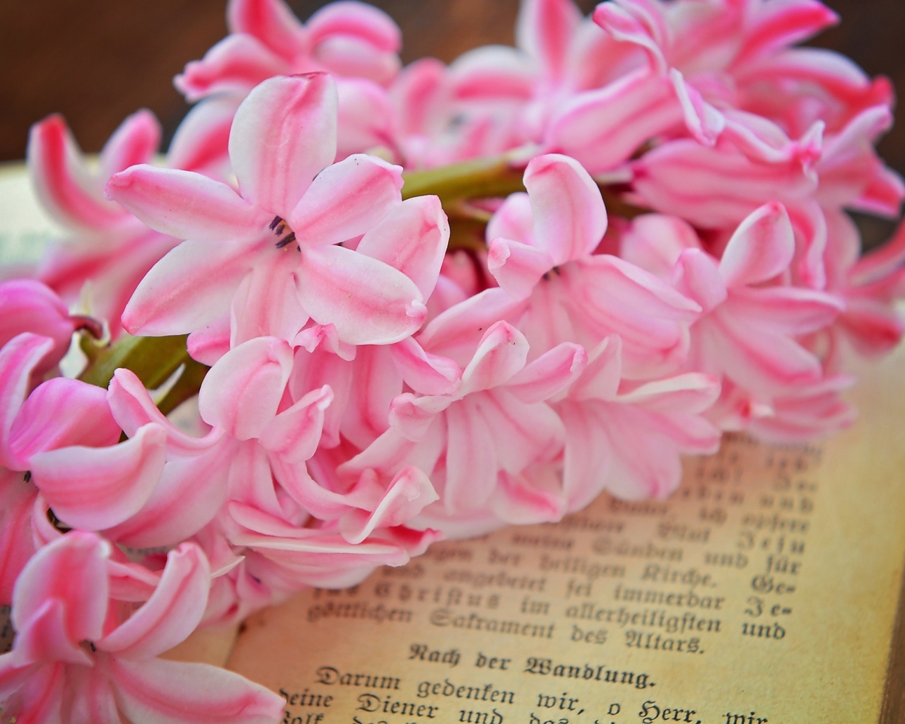 Розовый цветок гиацинта лежит на книге