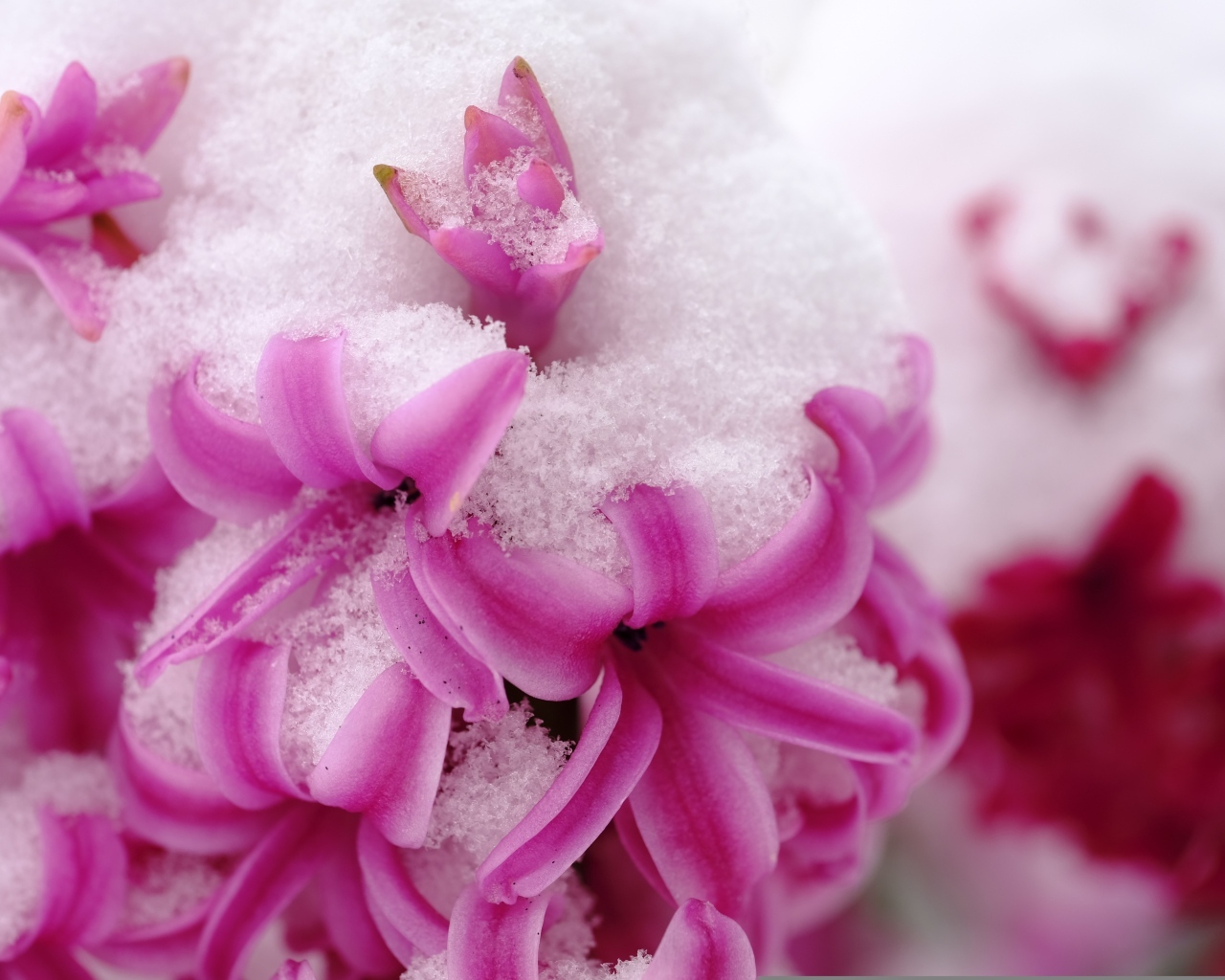 Розовые цветы гиацинта в снегу