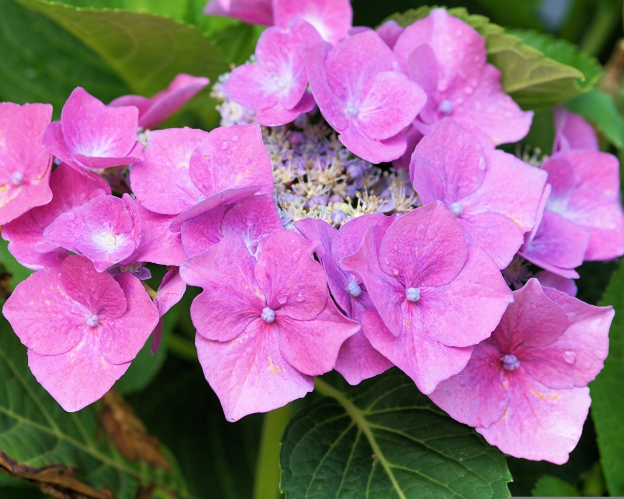 Цветы розовой гортензии распускаются в саду