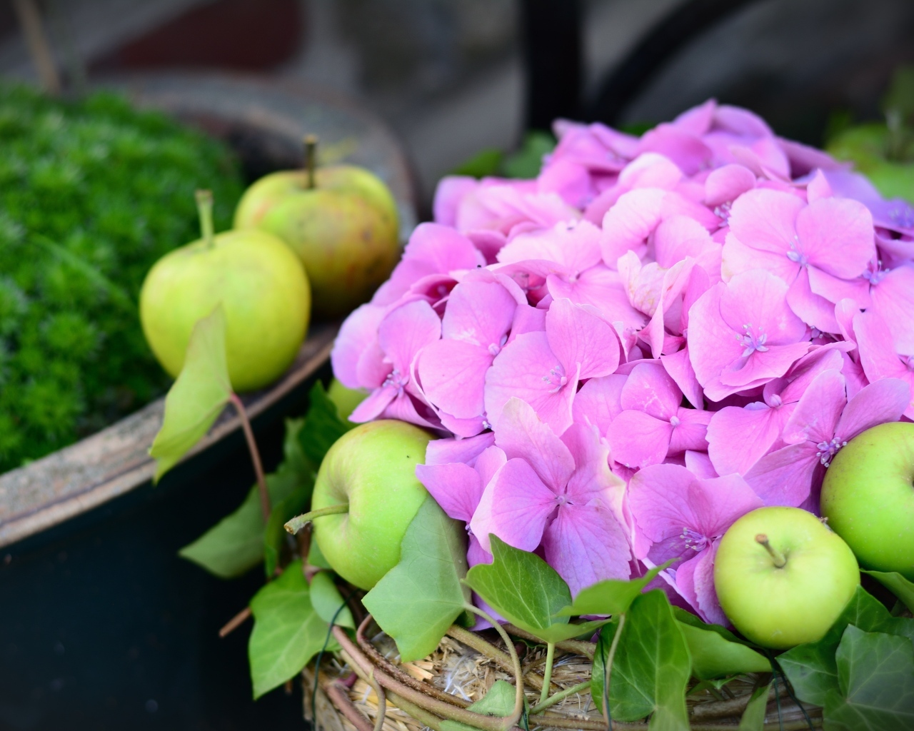 Розовые цветы гортензии с зелеными яблоками