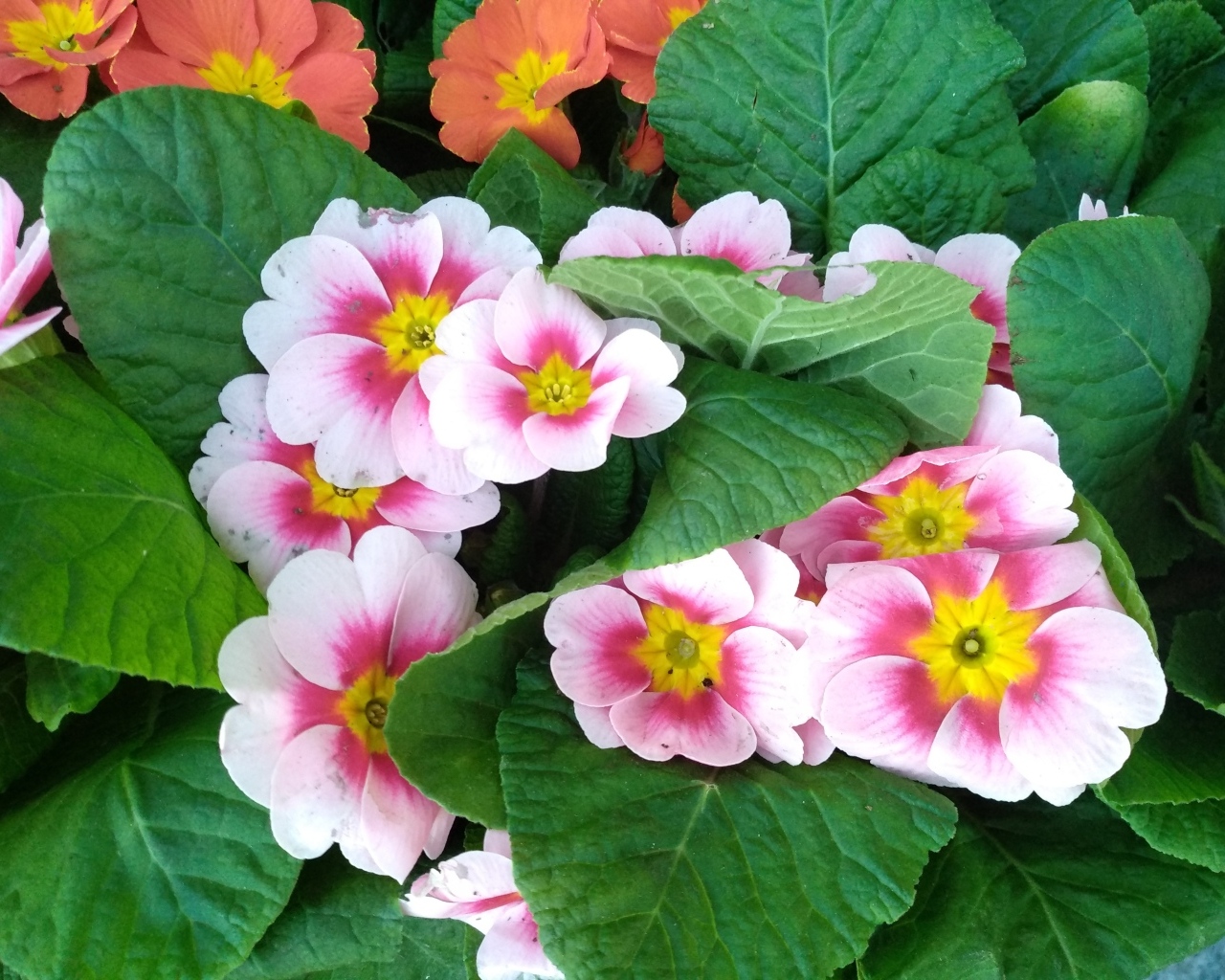 Розовый комнатный цветок примула с зелеными листьями