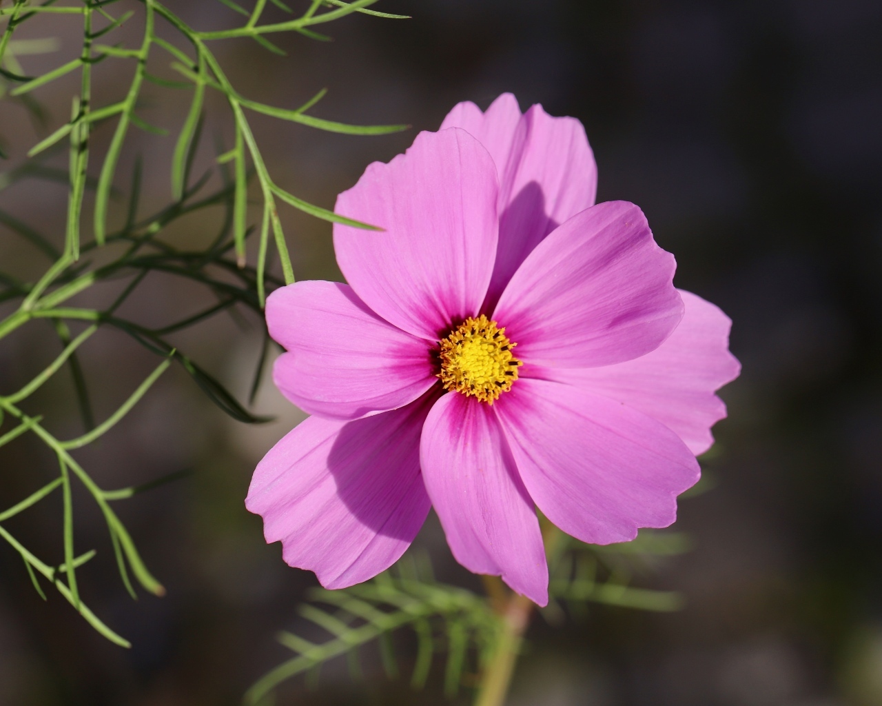 Розовый цветок космея крупным планом