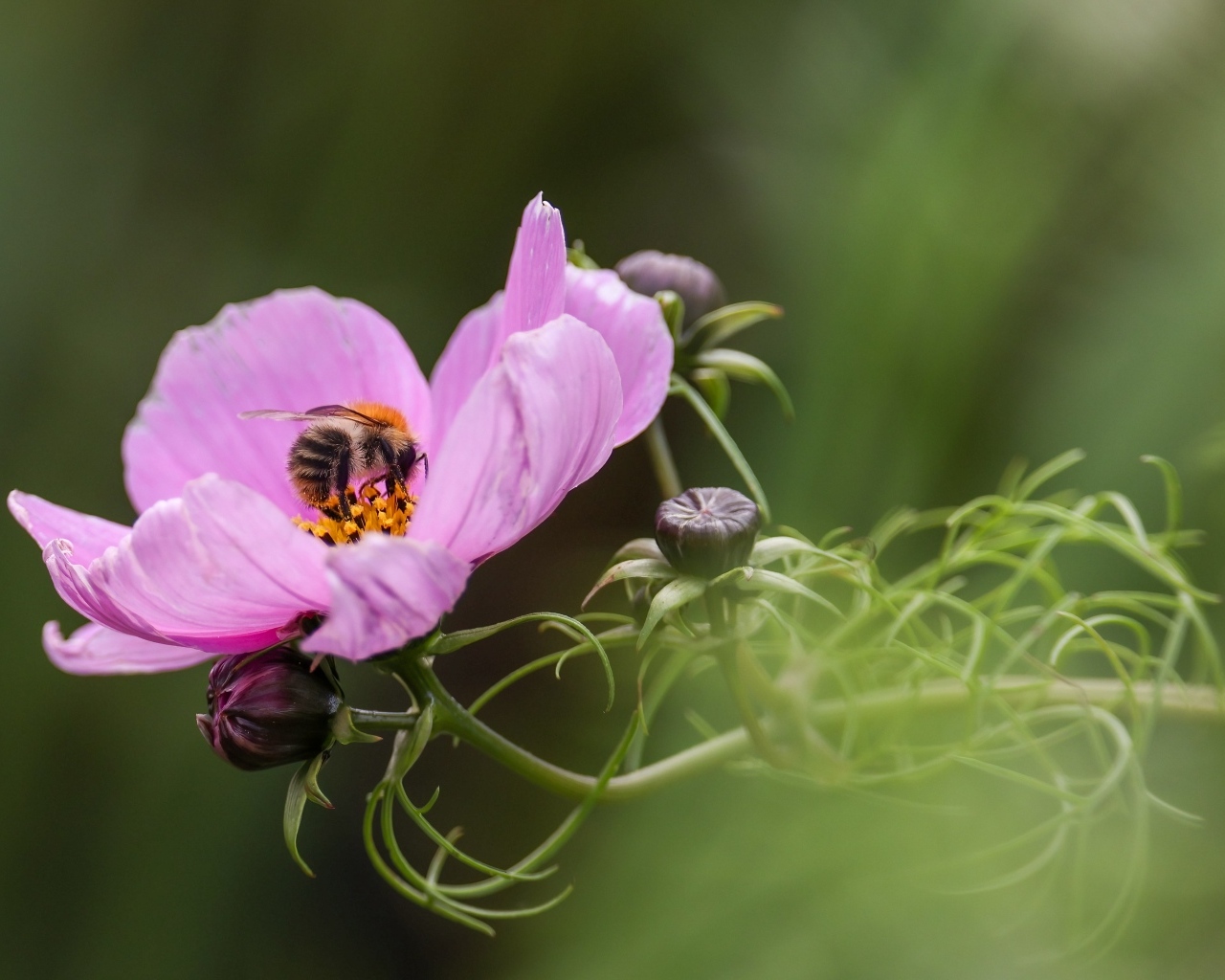 Розовый цветок космея с пчелой