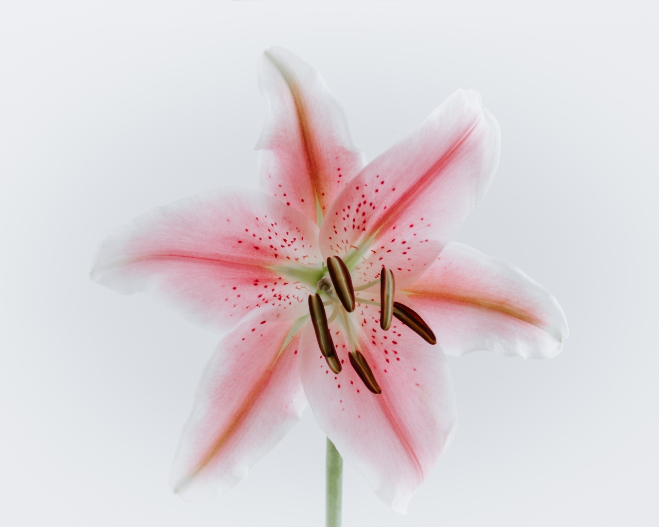 Розовый крупный цветок лилии на сером фоне