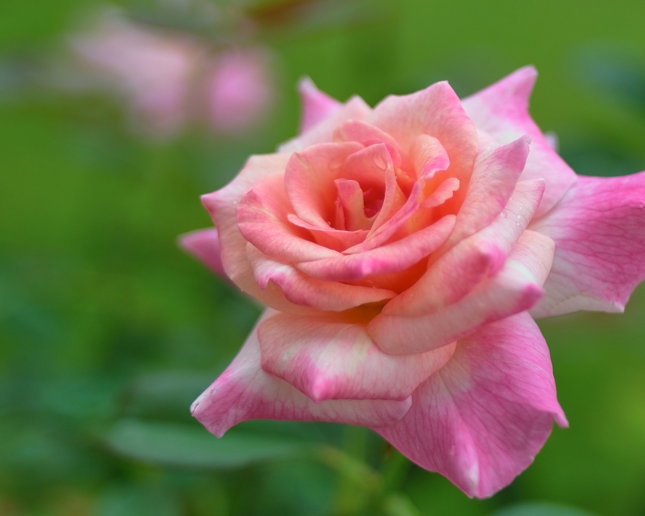 Розовая крупная роза на зеленом фоне